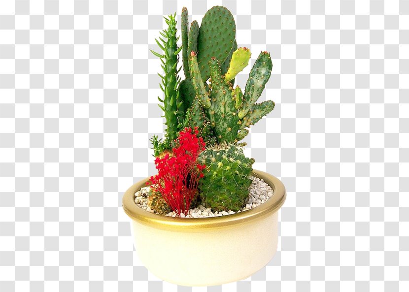 Flowerpot Prickly Pear Bonsai Cactaceae - Flowering Plant - Potted Cactus Transparent PNG