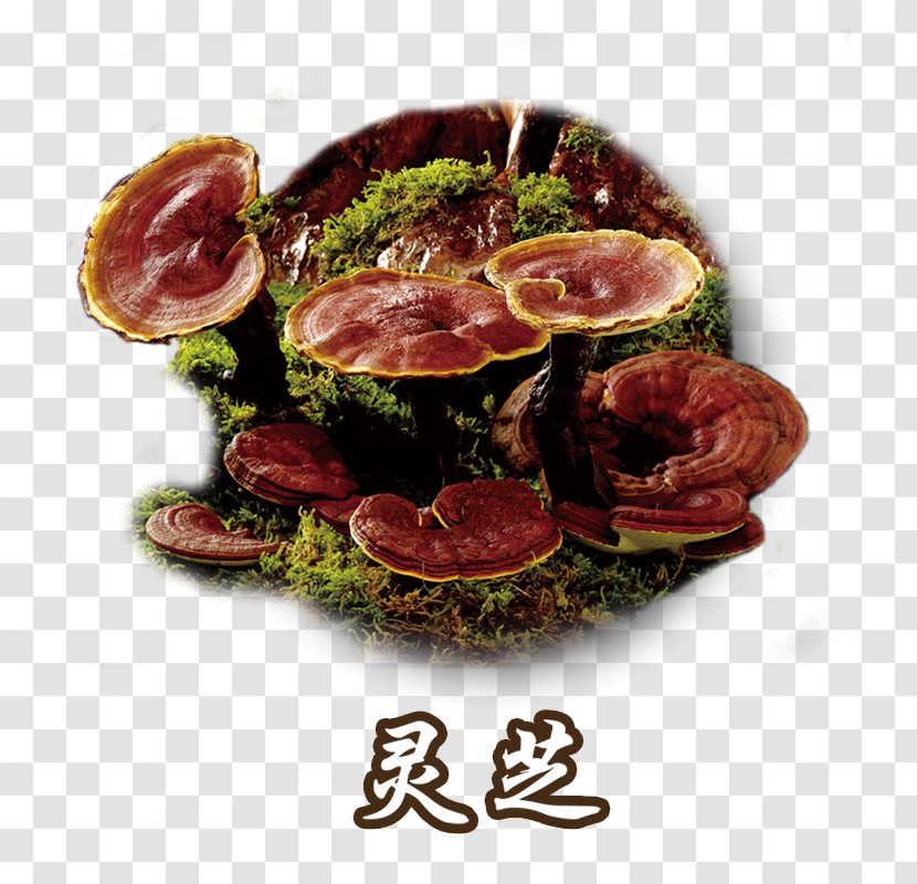 Lingzhi Mushroom Dietary Supplement Fungus Medicine - Superfood - Ganoderma Herbs Plant Transparent PNG
