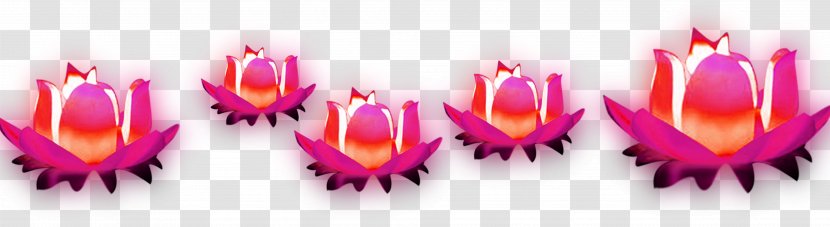 Red - Close Up - And Fresh Lotus Decoration Pattern Transparent PNG