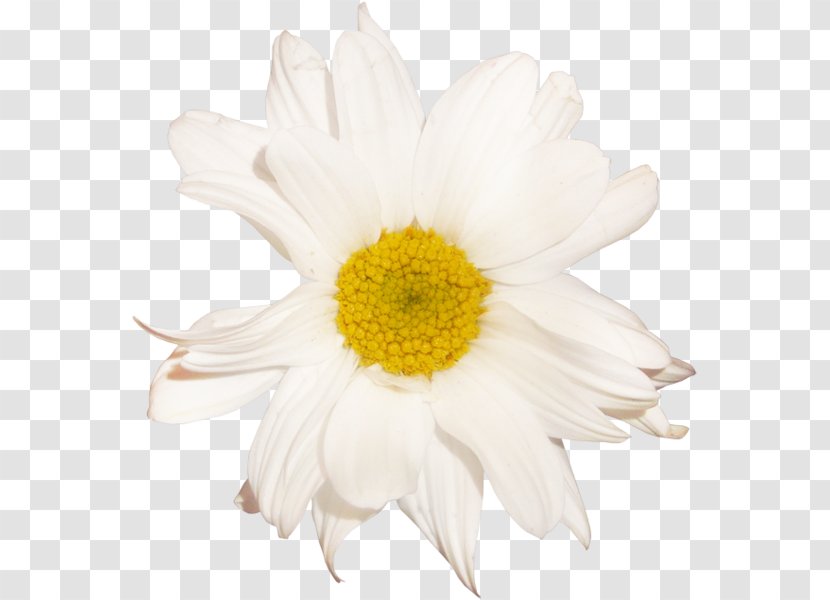Flower German Chamomile Oxeye Daisy Family - Roman - Camomile Transparent PNG