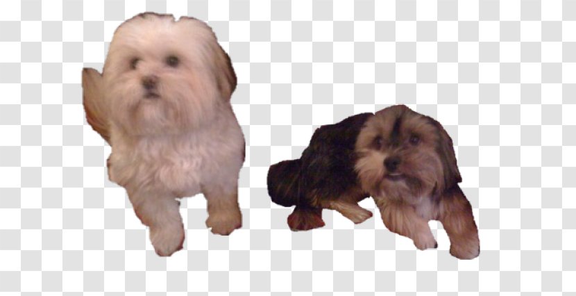 Havanese Dog Lhasa Apso Norfolk Terrier Rare Breed (dog) Puppy - Shih Tzus Transparent PNG