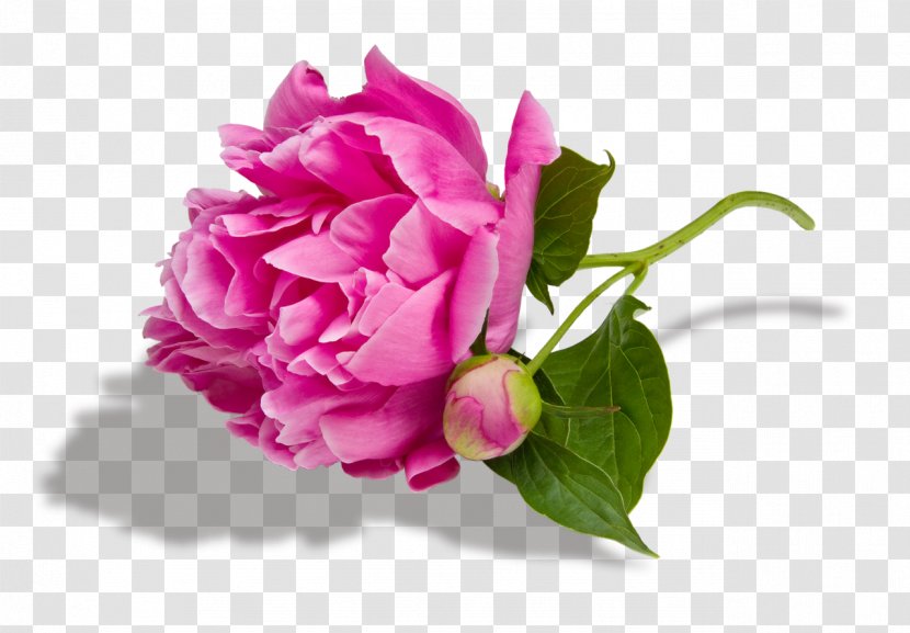 Peony Paeonia Lactiflora Desktop Wallpaper Pink Flowers Royalty-free - Rosa Centifolia Transparent PNG