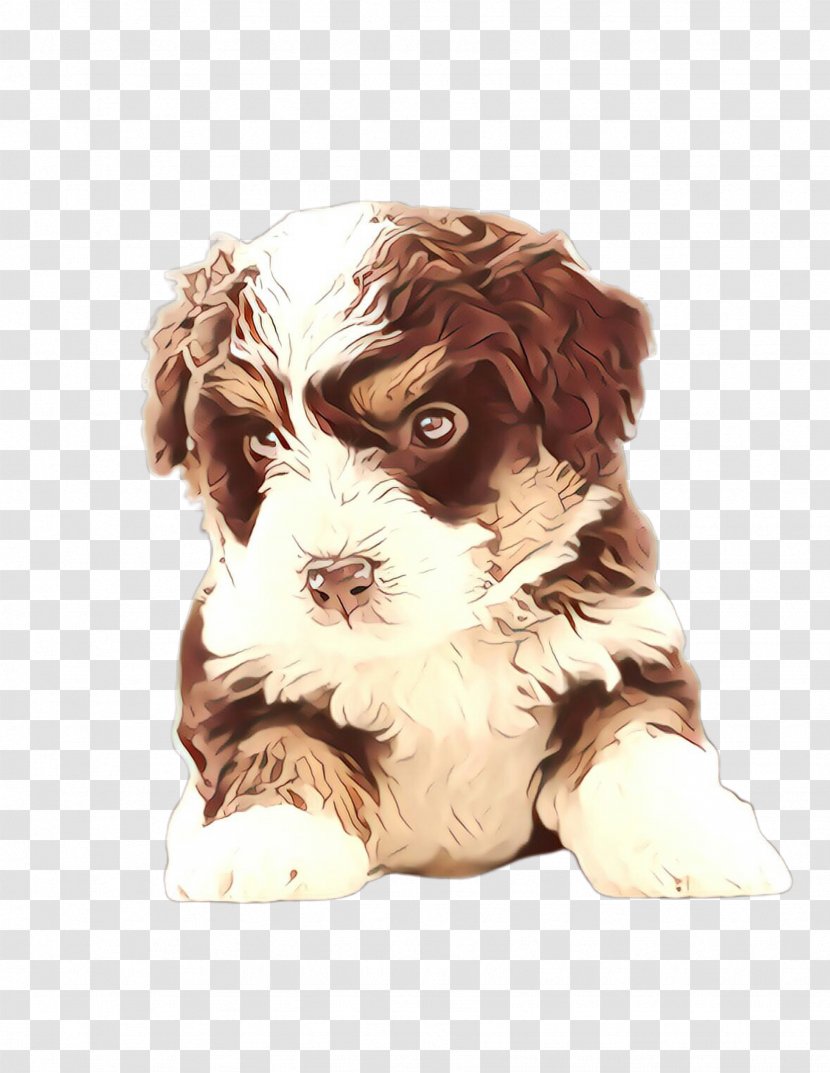 Cute Dog - Kyileo Cavapoo Transparent PNG