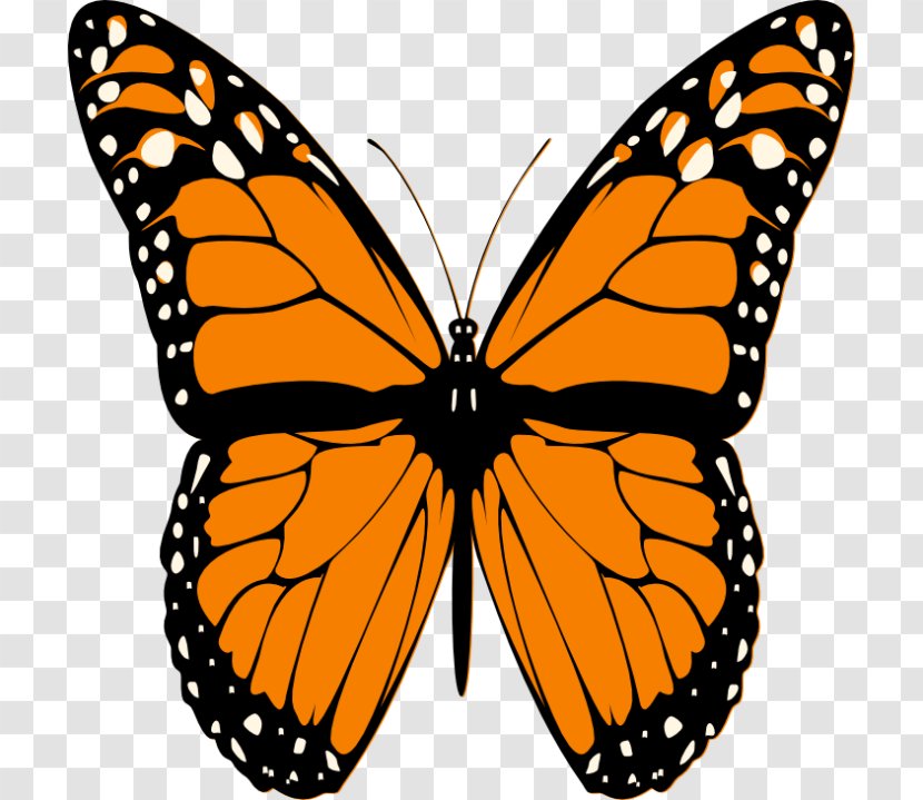 Monarch Butterfly Insect Viceroy Caterpillar - Vanessa Cardui - Cartoon Transparent PNG