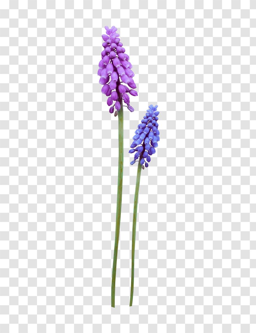 Wildflower Clip Art Computer File Adobe Photoshop - Flowering Plant - Violet Flower Watercolor Transparent PNG