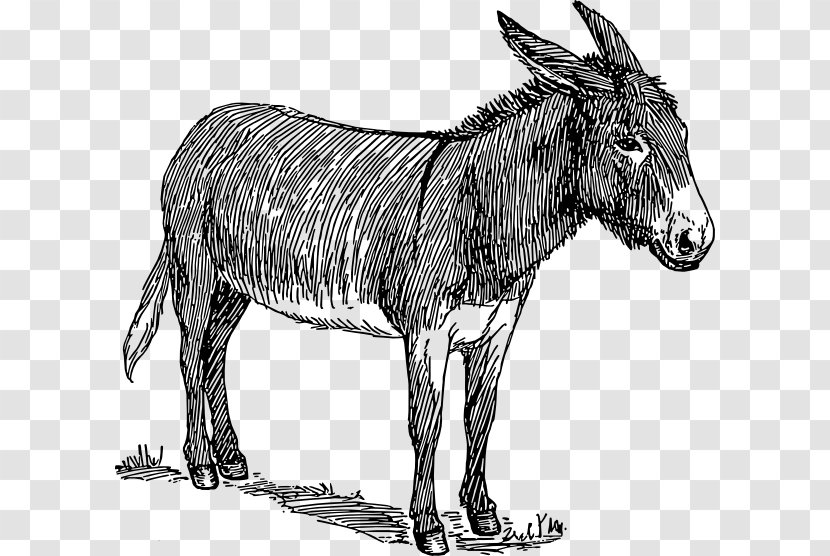 Drawing Donkey Sketch - Organism - Exhausted Cyclist Transparent PNG