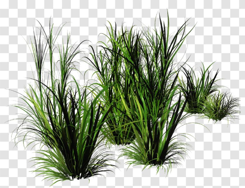 Green Grass - Flowerpot Transparent PNG