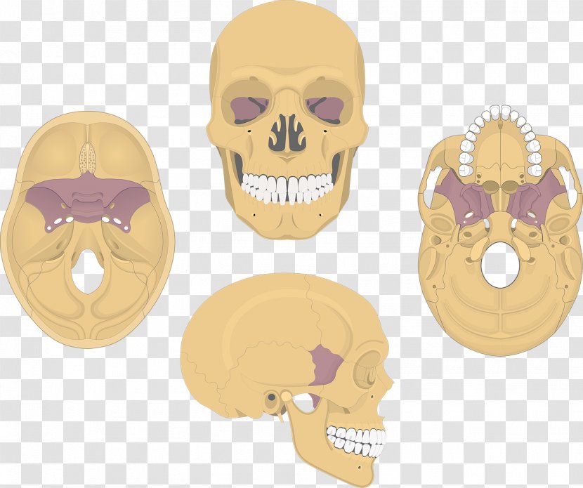 Skull Sphenoid Bone Anatomy Palatine - Frontal Transparent PNG