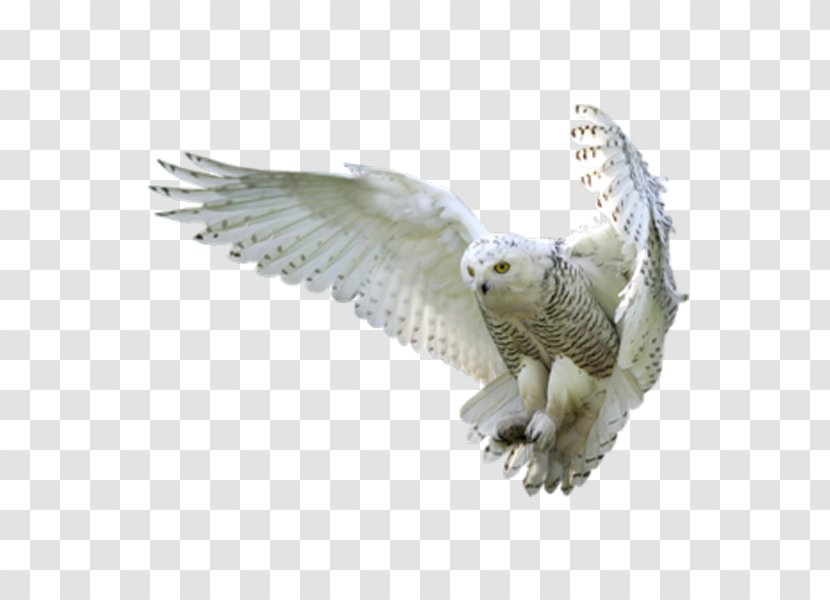 Owl Harry Potter And The Goblet Of Fire Hedwig - Eagle Transparent PNG