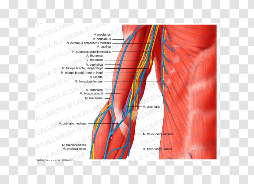 Nerve Anatomy Muscle Augšdelms Shoulder - Heart - Arm Transparent PNG