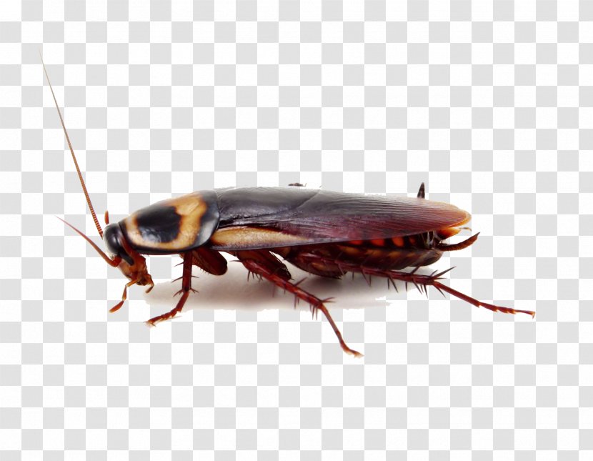 Cockroach Insect Pest Control Termite - Image Transparent PNG