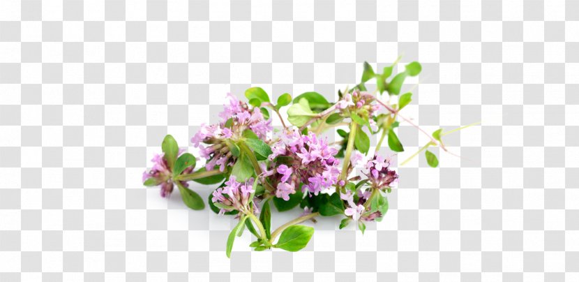 Garden Thyme Health Herb Medicine - Oil Transparent PNG