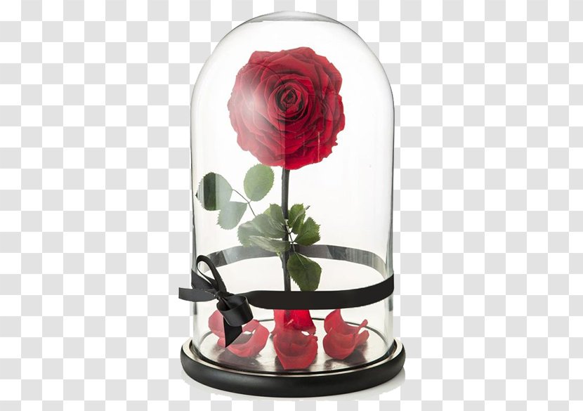 Beast Belle Rose The Walt Disney Company Flower Transparent PNG