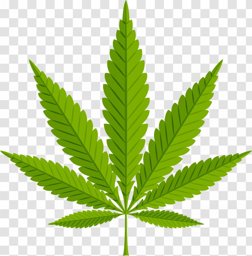 Marijuana Cannabis Sativa Hash Marihuana & Hemp Museum In Amsterdam - Plant Stem Transparent PNG