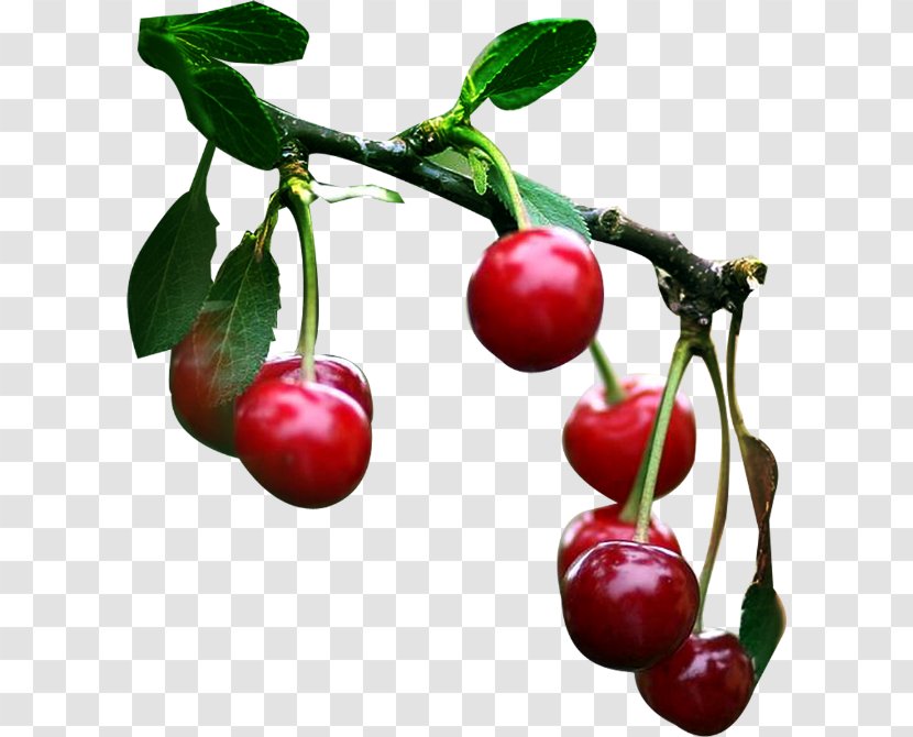 Tutti Frutti Sweet Cherry Fruit Auglis - Cerasus - Cerise Transparent PNG