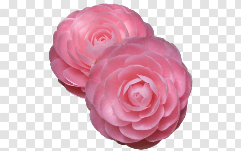 Japanese Camellia Rose Pink Flowers - Petal - Chinese Flower Frame Transparent PNG