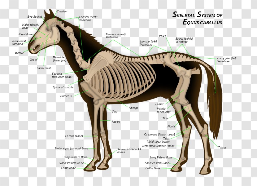 Skeletal System Of The Horse Skeleton Bone Equine Anatomy - Vertebral Column Transparent PNG
