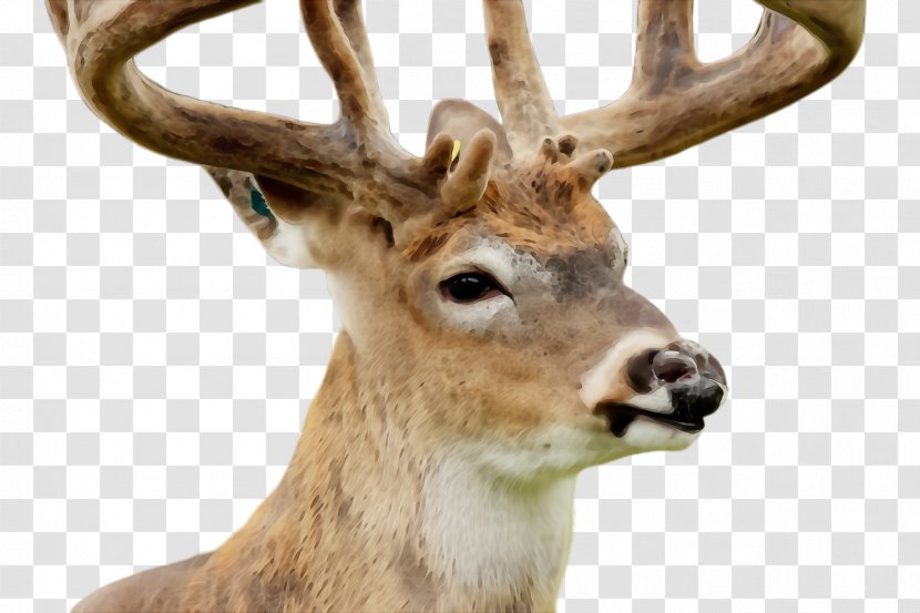 Reindeer - Watercolor - Whitetailed Deer Roe Transparent PNG