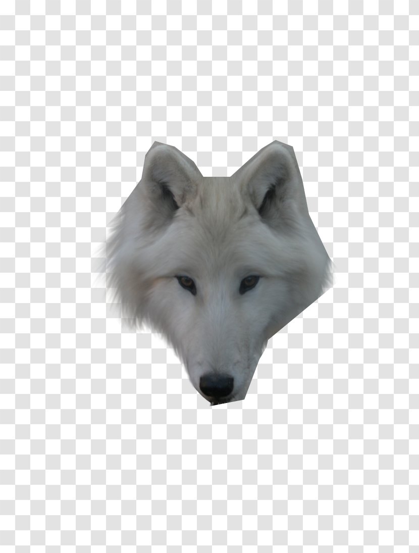 Dog Arctic Wolf Alaskan Tundra Face - Snout Transparent PNG