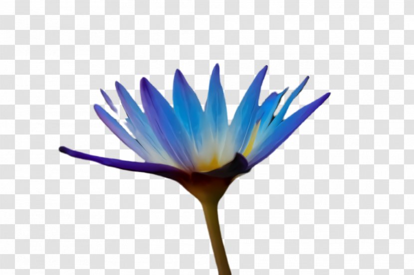Blue Flower Plant Petal Water Lily - Wildflower Flowering Transparent PNG