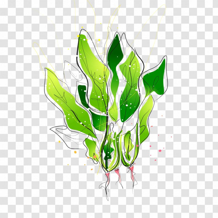 Illustration - Plant - Figure Painted Vegetables Transparent PNG