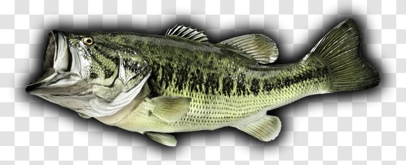 Largemouth Bass Perch Fishing - Barramundi - Fish Transparent PNG