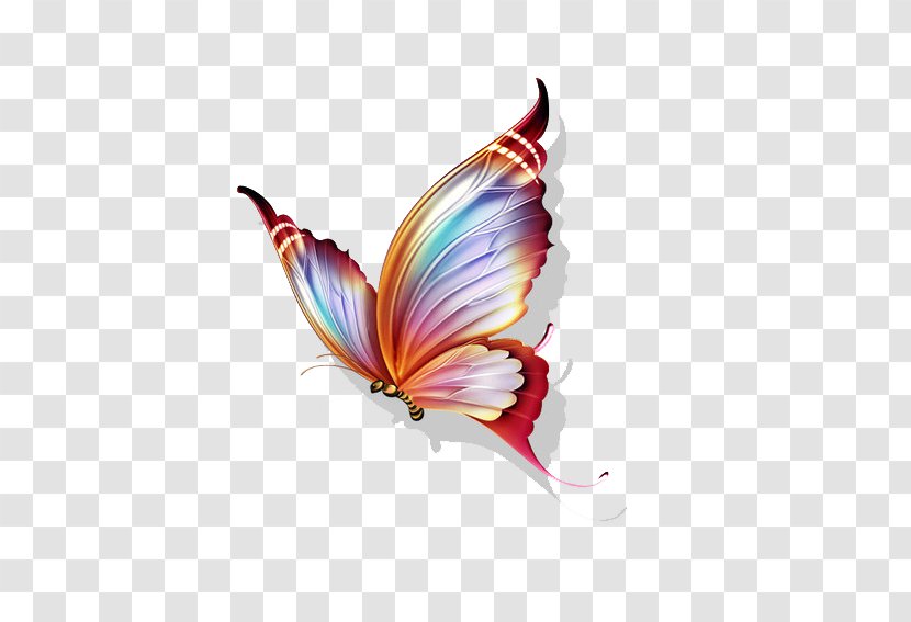 Butterfly Papillon Color Clip Art Transparent PNG