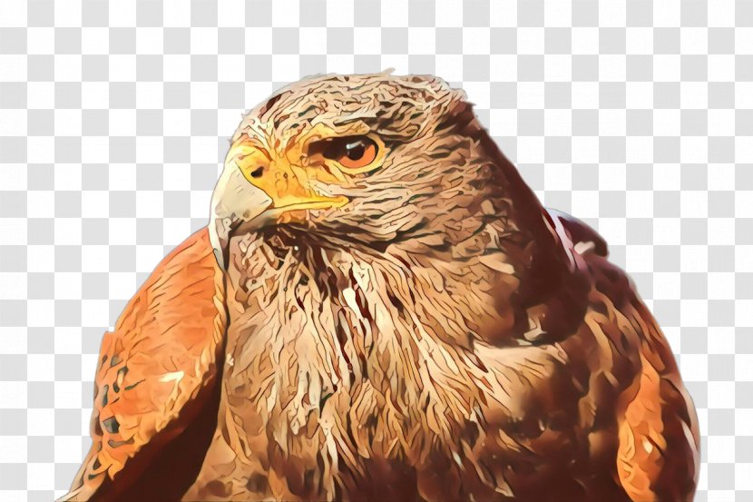Hawk Bird Of Prey Falcon Beak - Sharp Shinned Golden Eagle Transparent PNG