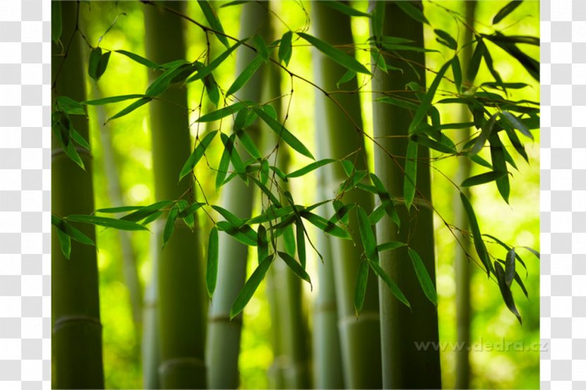 Bamboo Textile Accent Wall Dining Hodoňanka Transparent PNG