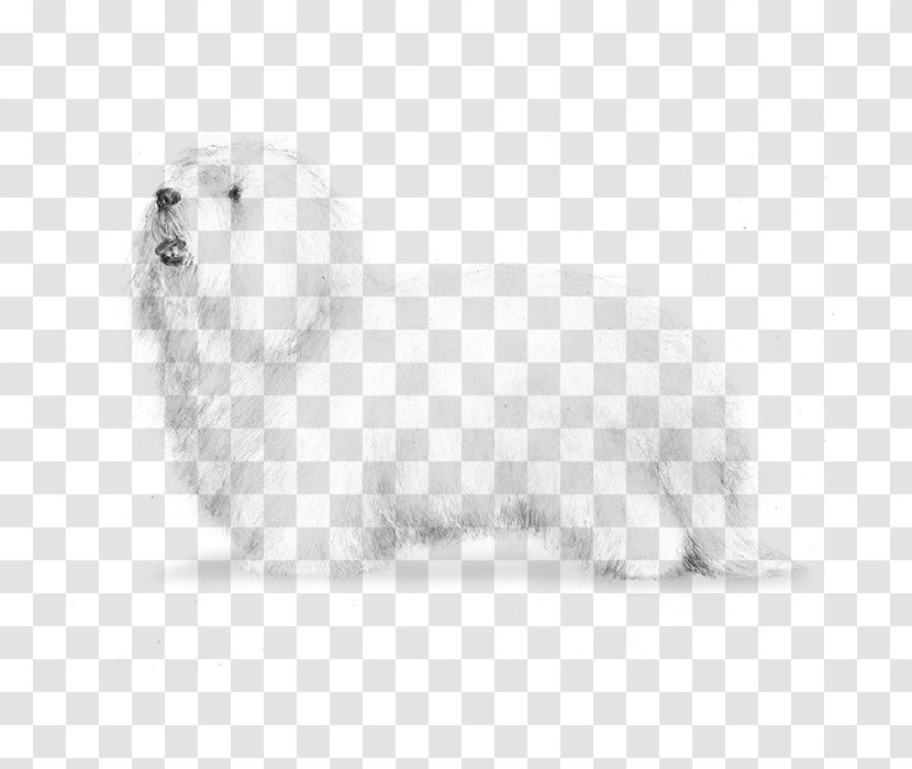 Maltese Dog Coton De Tulear Havanese Bolognese Lhasa Apso - Snout - Puppy Transparent PNG