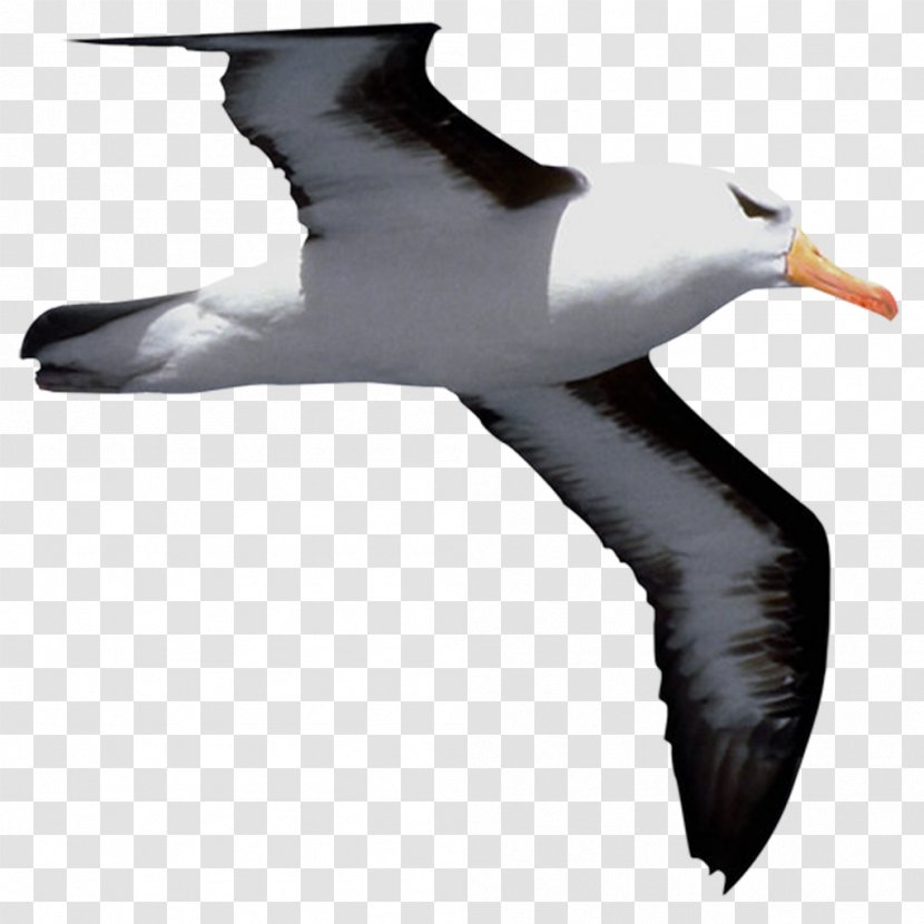 Bird Cygnini Common Gull Falcon Clip Art - Suliformes Transparent PNG