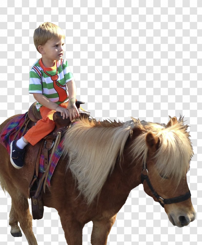 Pony Horse Rein Western Riding Bridle - Livestock Transparent PNG