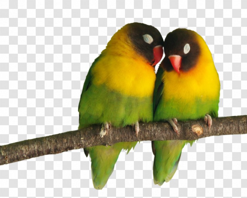 Grey-headed Lovebird Parrot Cuteness - Fauna - Bird Transparent PNG