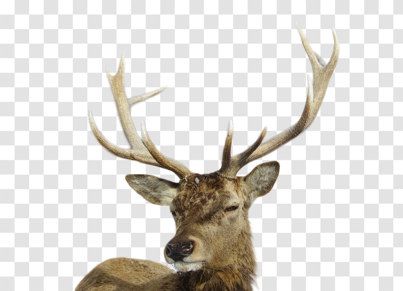 Travel Trophy Hunting Safari White-tailed Deer Transparent PNG