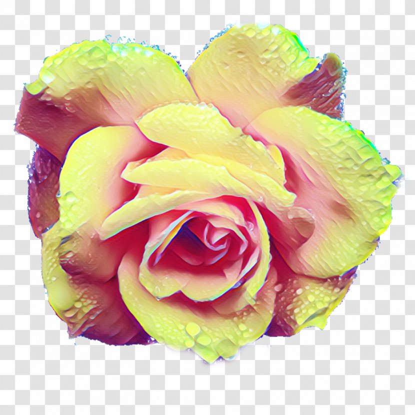 Garden Roses Cabbage Rose Cut Flowers Floral Design - Flower Transparent PNG