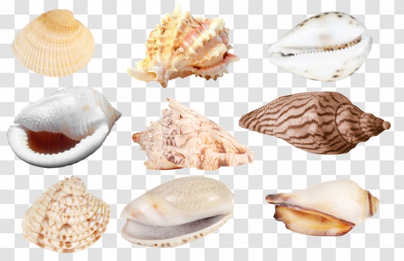 Cockle Veneroida Tellins Baltic Macoma Clam - Conchology - Seashell Transparent PNG