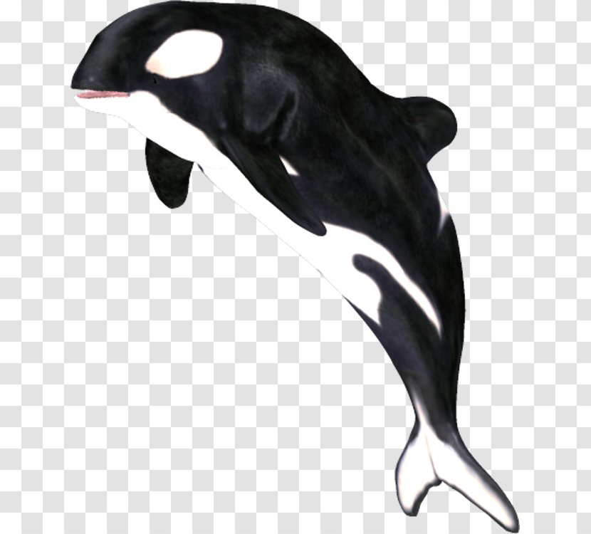 Der Gesang Orcas Killer Whale White-beaked Dolphin Clip Art Transparent PNG