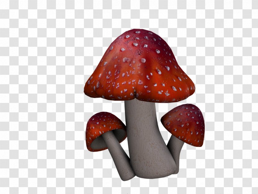 Amanita Muscaria Mushroom Fungus Transparent PNG
