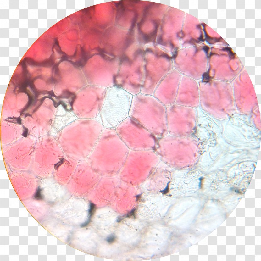 Petal Microscope Flower Inflorescence - Rose Transparent PNG