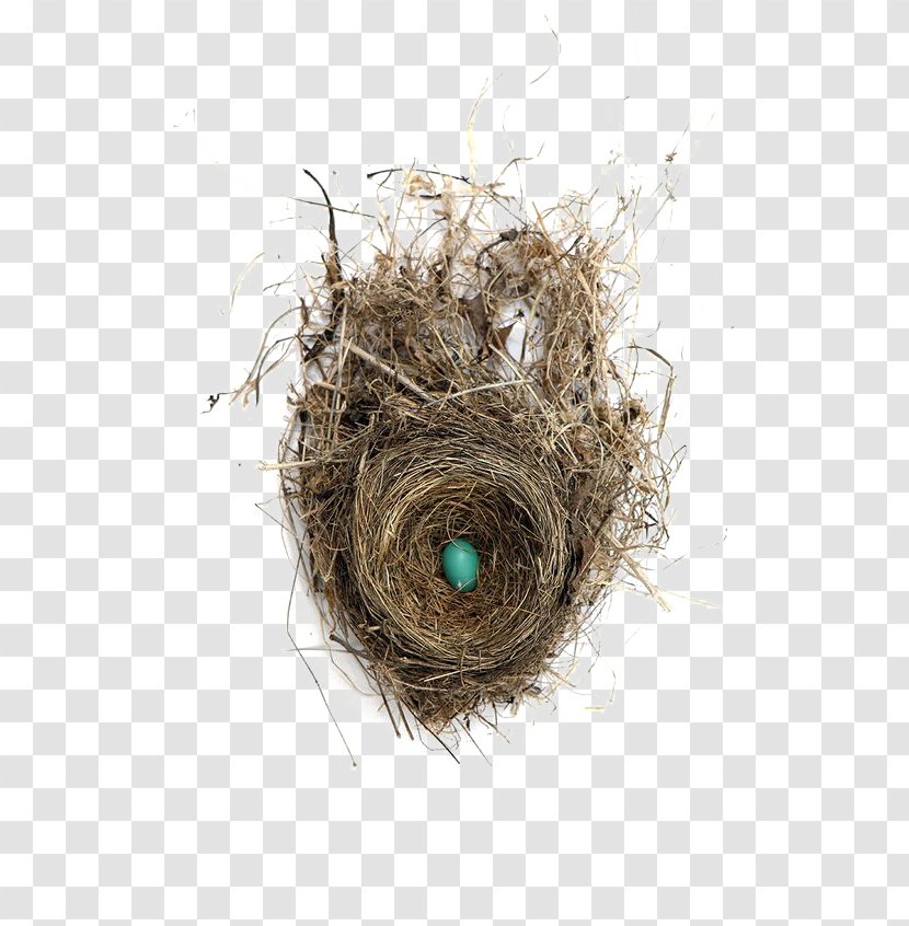 Edible Birds Nest Bird Egg - Art - Creative Transparent PNG