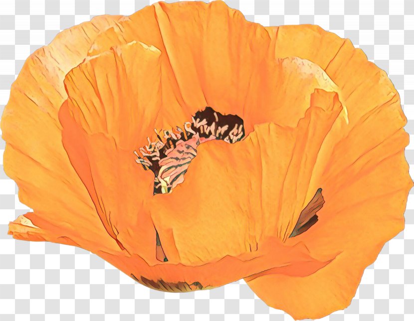 Orange - Corn Poppy - Eschscholzia Californica Transparent PNG