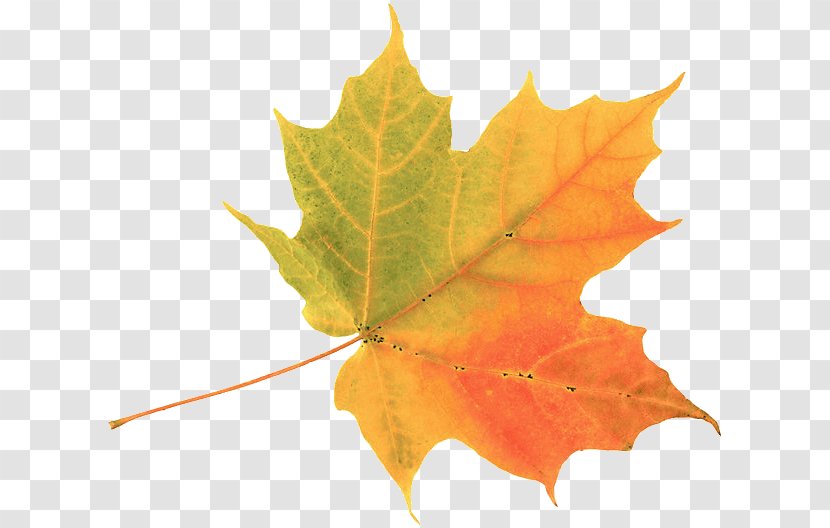 Autumn Leaf Color Maple Clip Art - Plane Tree Family - Gold Transparent PNG