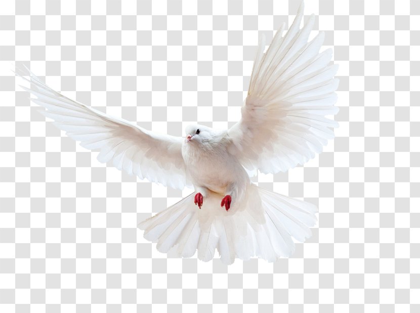 Columbidae Bird Homing Pigeon Doves As Symbols Release Dove - Wing Transparent PNG