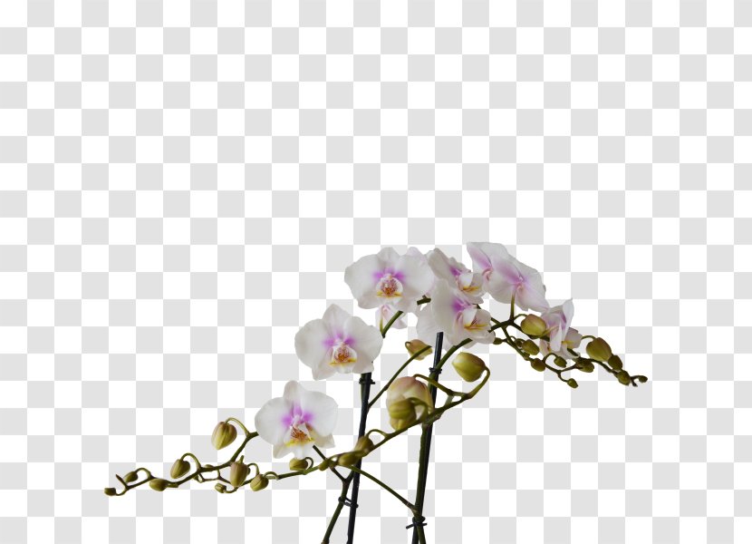 Moth Orchids Cut Flowers Floral Design Plant Stem - Flower Transparent PNG