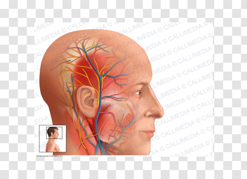 Auriculotemporal Nerve Superficial Temporal Artery Anatomy Vein - Frame Transparent PNG