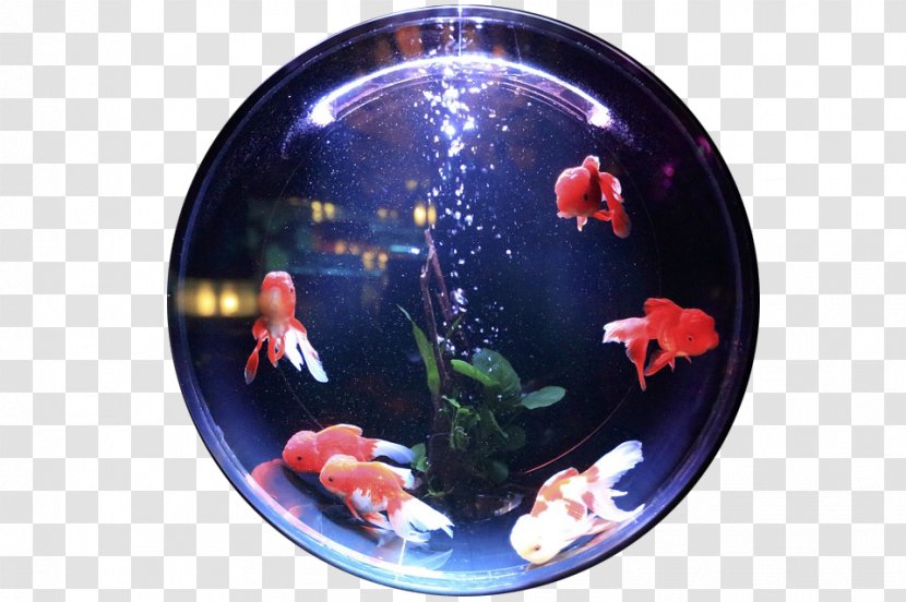 Carassius Auratus Aquariums Aquatic Plants U5bffu547d - Aquarium - Glass Bead Transparent PNG
