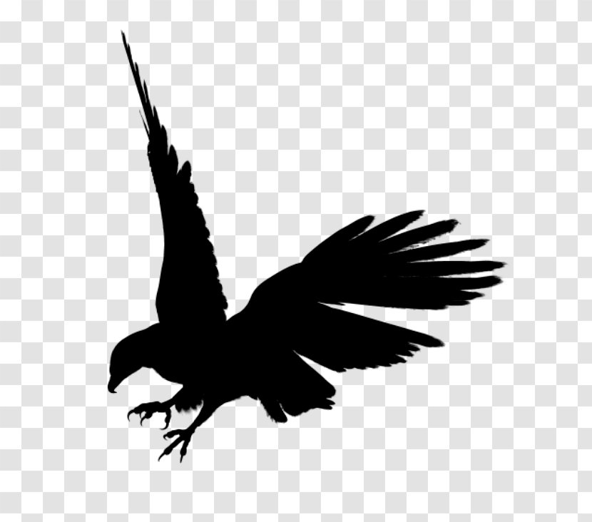 Bald Eagle Black Clip Art - Feather - Siluet Image Download Transparent PNG