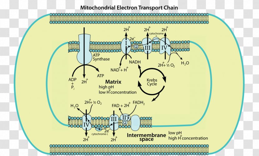 Electron Transport Chain Mitochondrion Cellular Respiration Adenosine Triphosphate The Structure Of Mitochondria - Inner Mitochondrial Membrane Transparent PNG