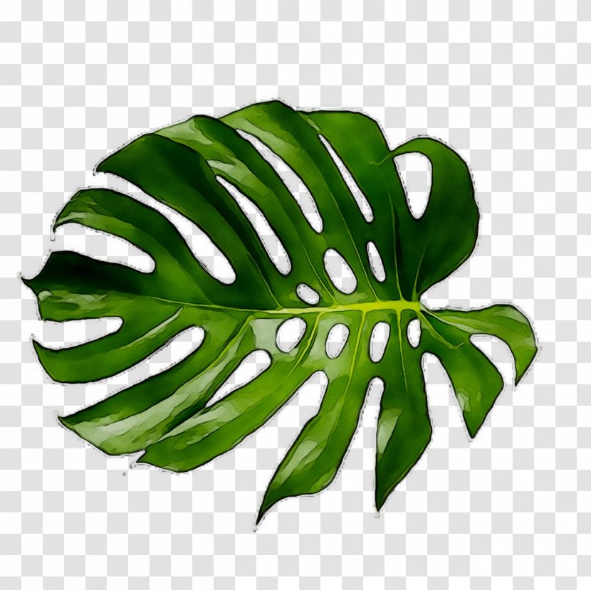 Swiss Cheese Plant Leaf Tropical Garden Stem - Monstera Deliciosa Transparent PNG