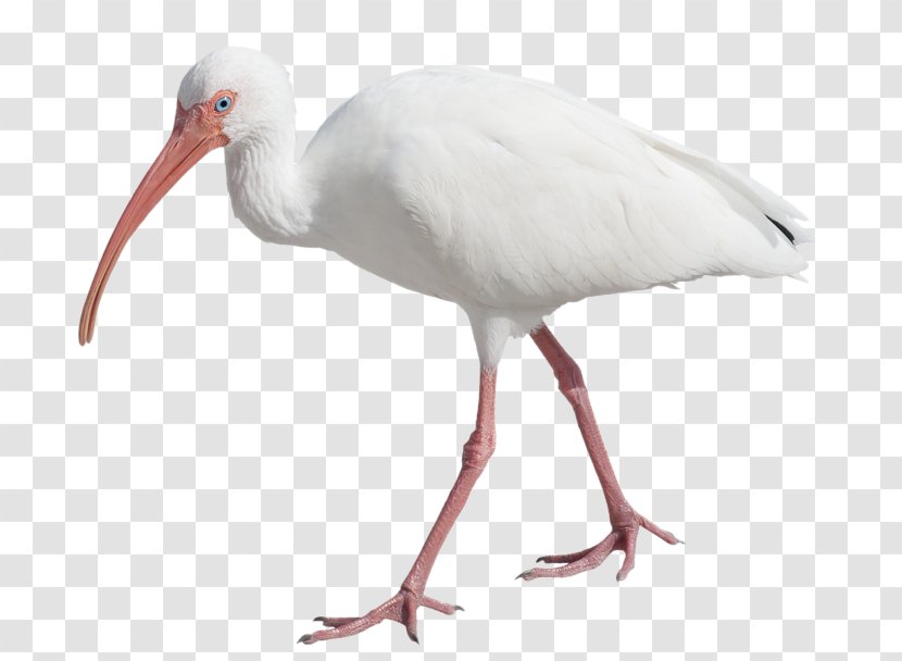 Bird American White Ibis Scarlet Eurasian Spoonbill - Vertebrate Transparent PNG